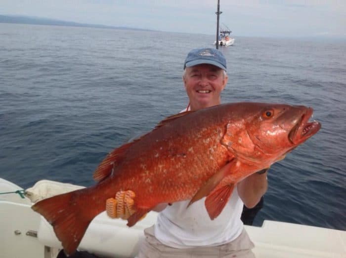 Pargo Cubera De Pescado