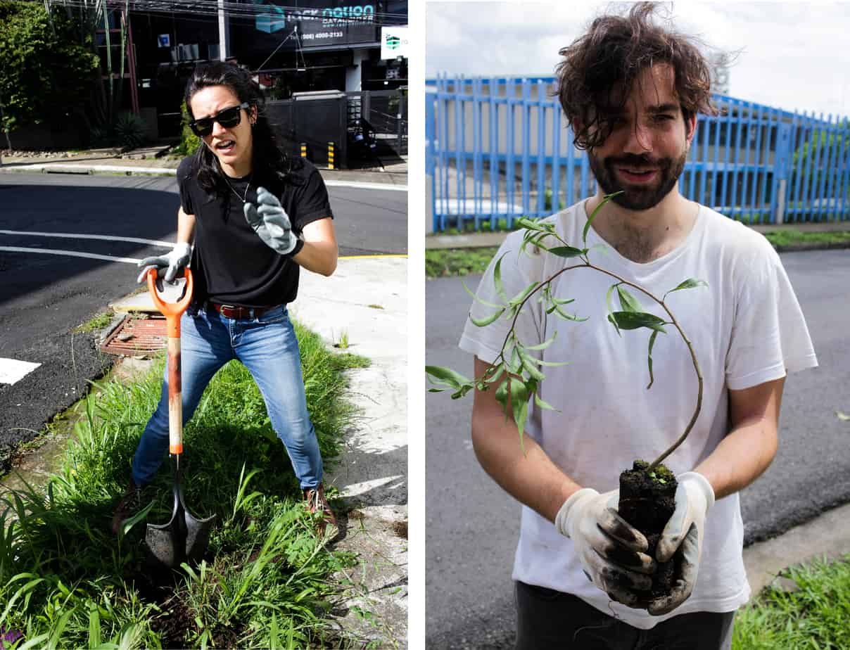 Planting trees for reforestation.