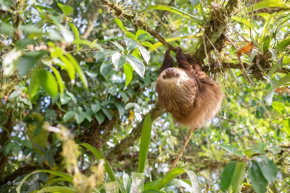 Saving Sloths Together