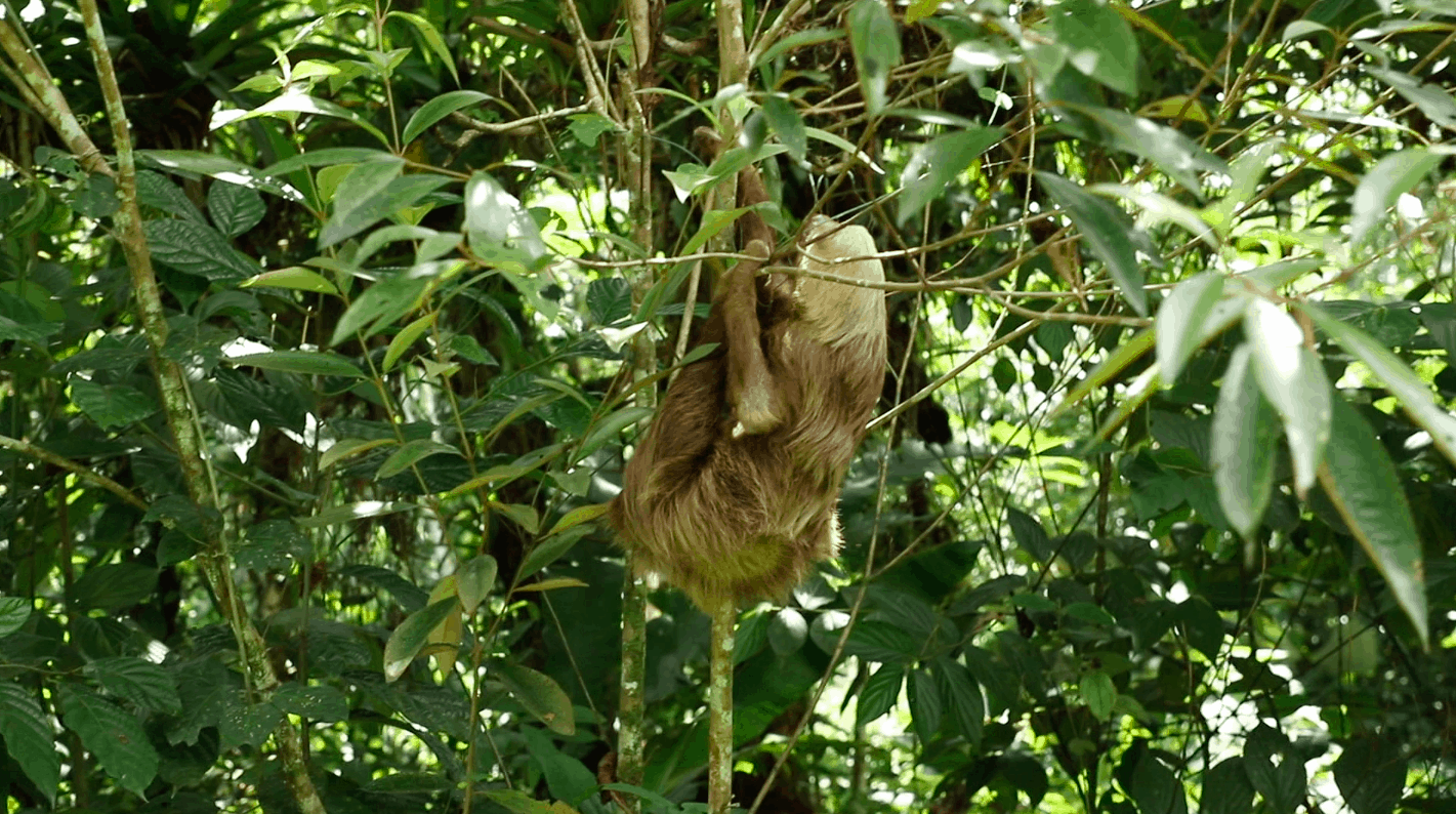 Charlie the sloth at Toucan Rescue Ranch