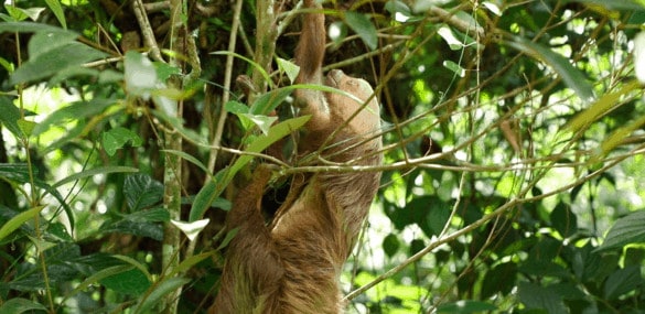 Charlie the sloth in Costa Rica