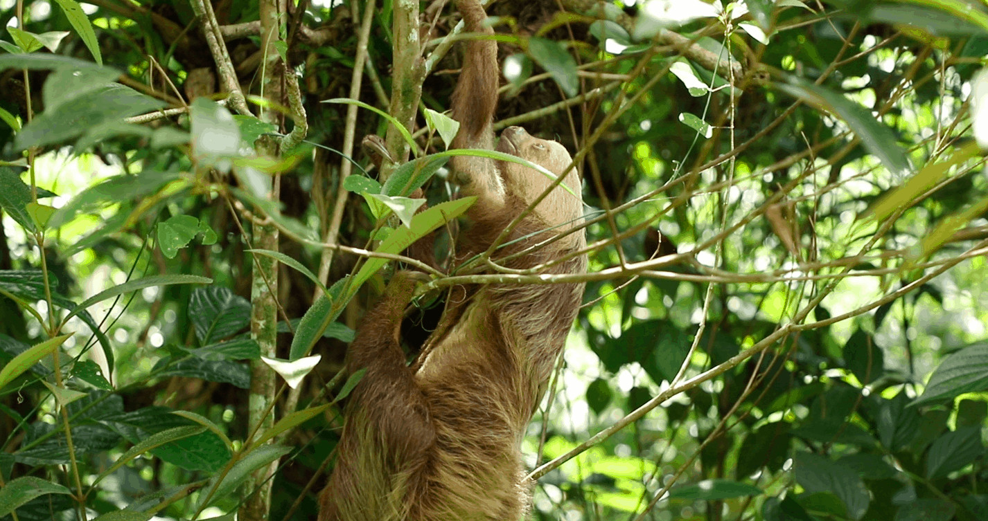 Charlie the sloth in Costa Rica