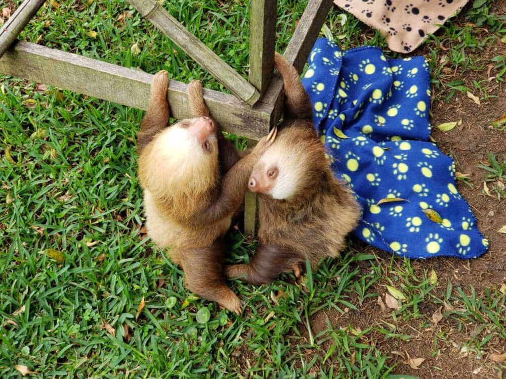 Sloths at Toucan Rescue Ranch.