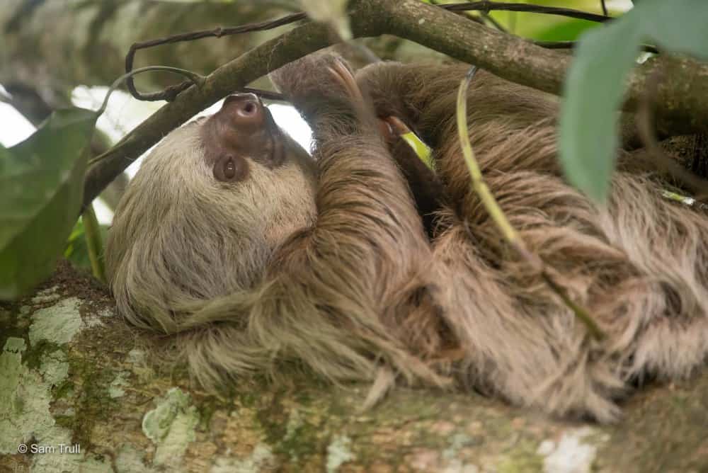 Saving Sloths Together