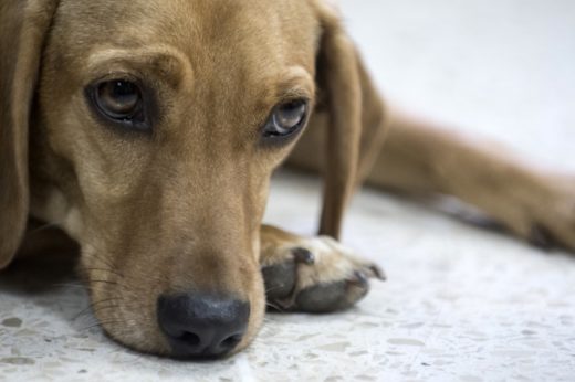 Costa Rican dog attends trial as a victim of animal abuse