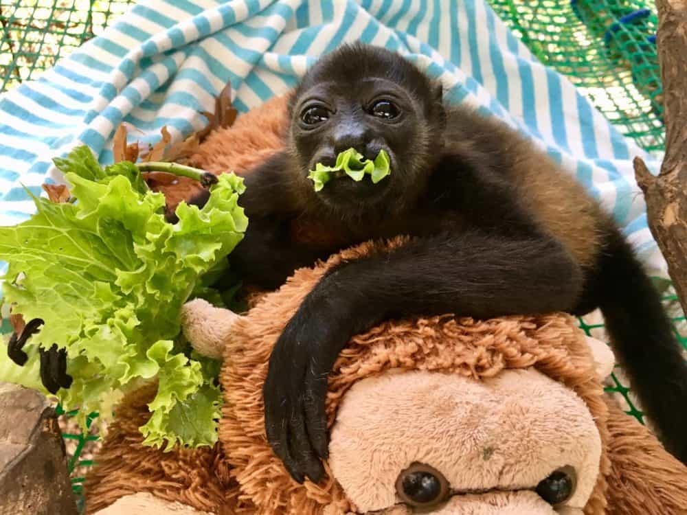 howler monkey stuffed animal