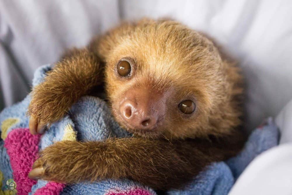 Year in Review: Our favorite sloths of 2019
