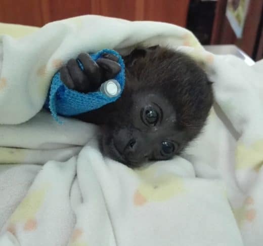 Wild Wednesday: Cleo’s recovery