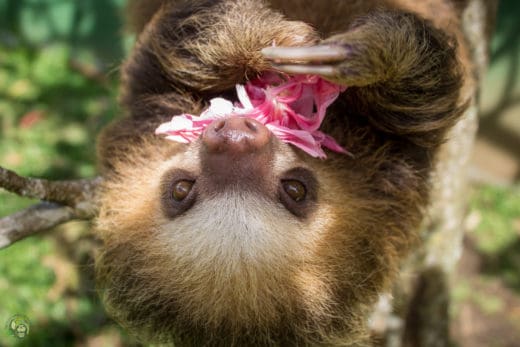 Slothy Sunday: Counting down to the 4th annual Sloth Ironman Games