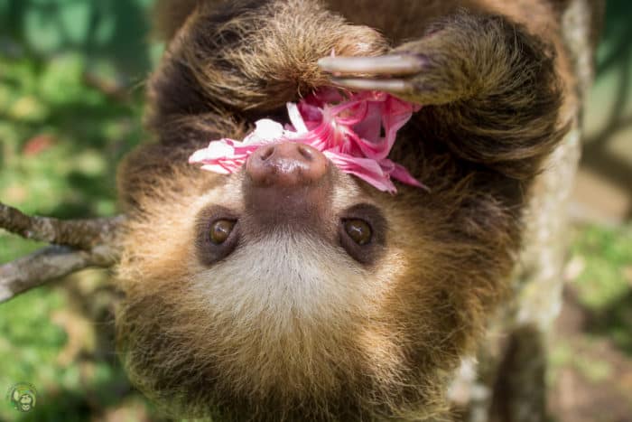 Pippin the sloth in Costa Rica