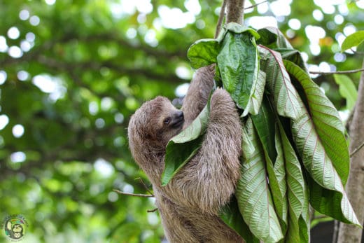 Slothy Sunday: Five ways you can help sloths