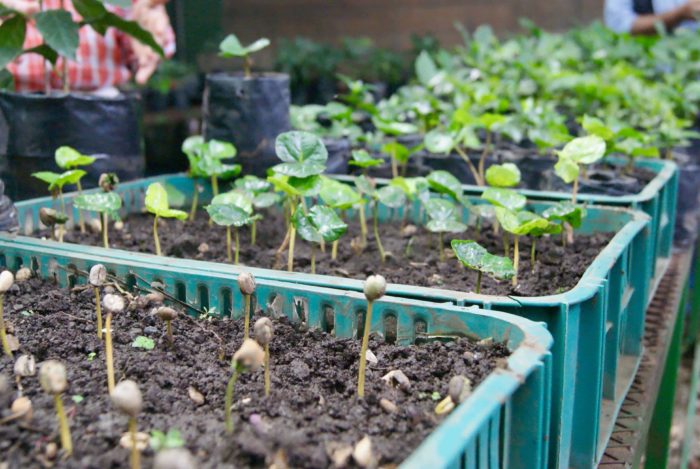 Baby coffee plants.