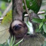 Three-fingered sloth