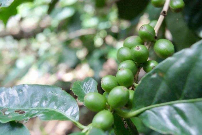 Coffee beans.