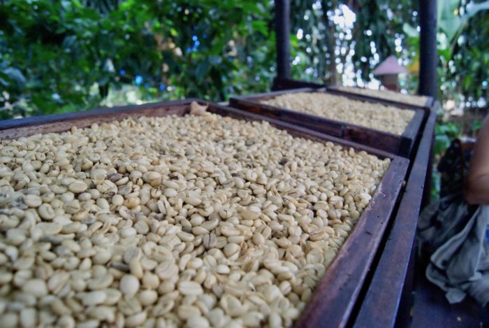 Unroasted coffee seeds.