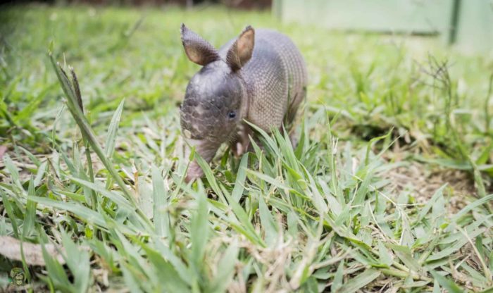 Armadillo in Costa Rica