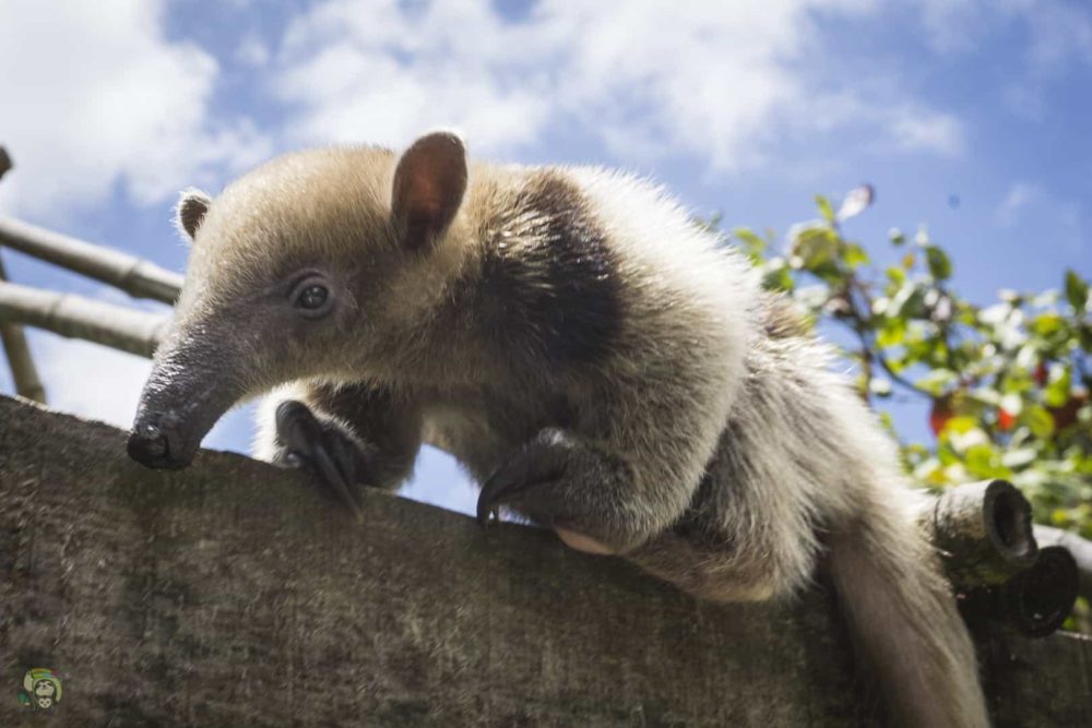 Tamandua