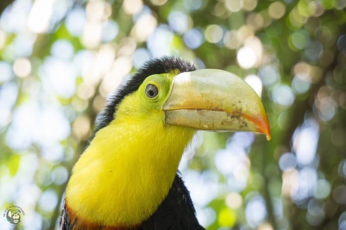 Costa Rica toucan