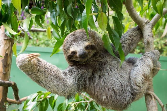 Destiny, a three-toed sloth