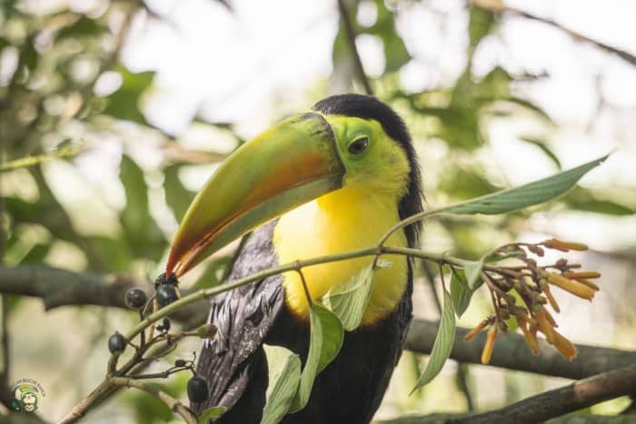 Costa Rica toucan