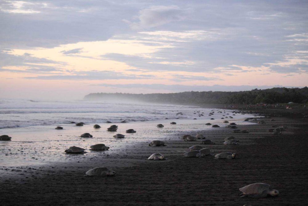 Olive ridley sea turtles