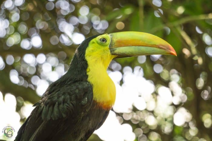 Costa Rica toucan