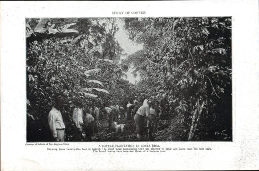 TBT: An old Costa Rican coffee plantation