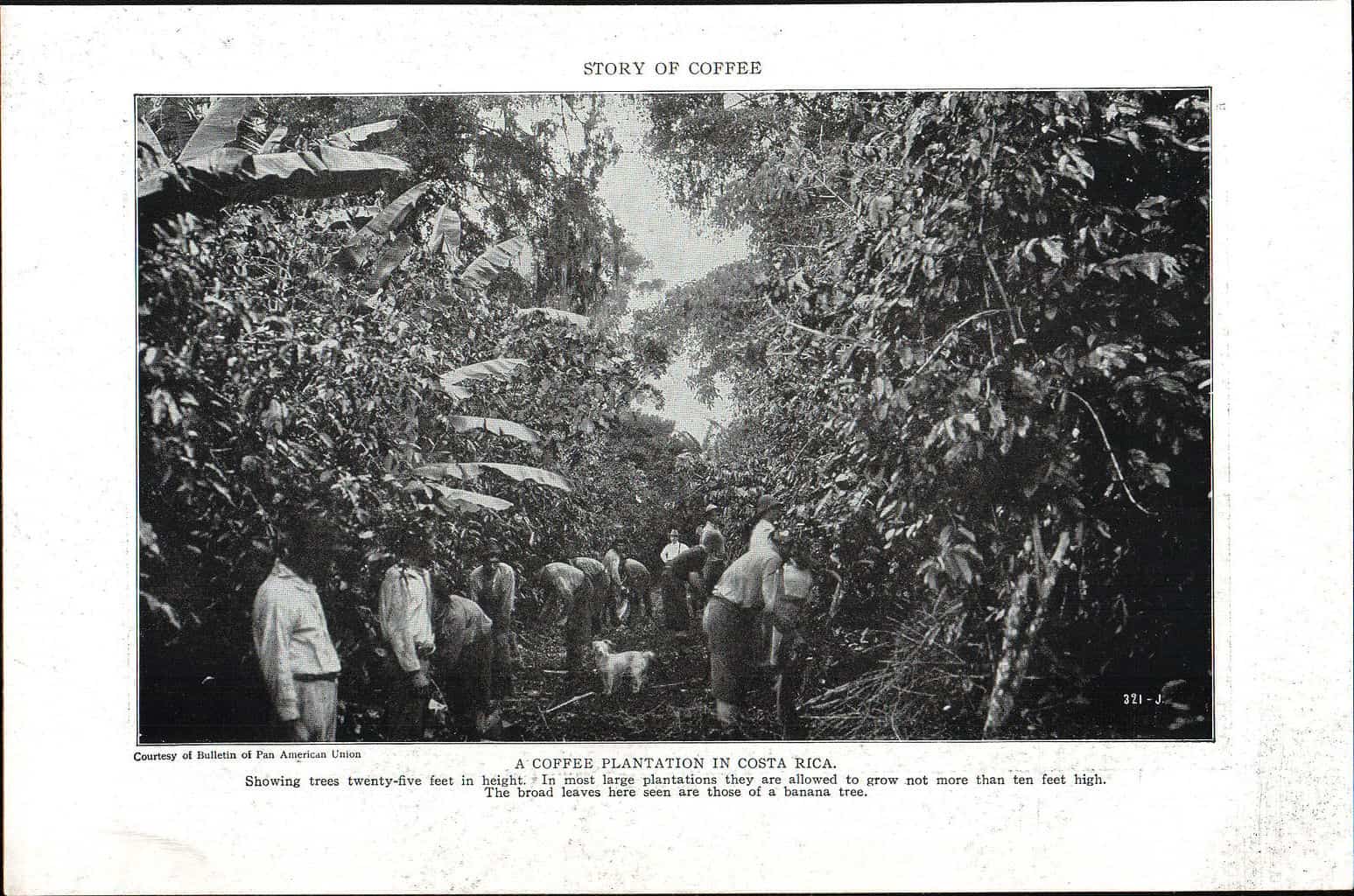 Coffee plantation in Costa Rica.