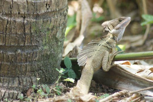 Pic of the Day: This lizard can run on water