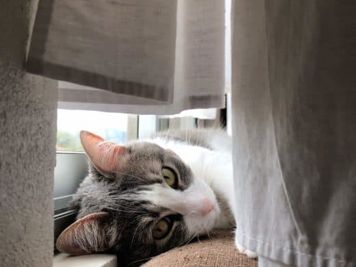 Cat’s out of the bag: Feline evades eight prison guards