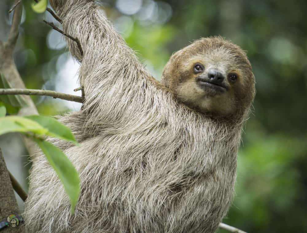 Slothy Sunday: Happy International Sloth Day!