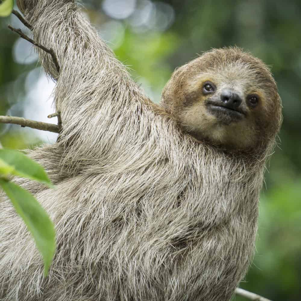 Slothy Sunday: The wild side of motherhood – The Tico Times | Costa ...