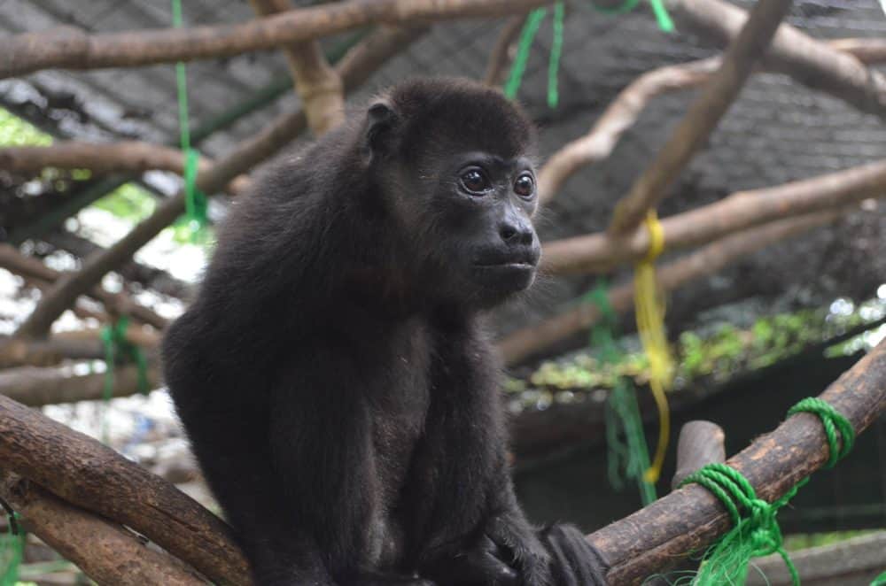 Costa Rican Howler Costa Rican Howler Monkey Ome on the Road to Recovery