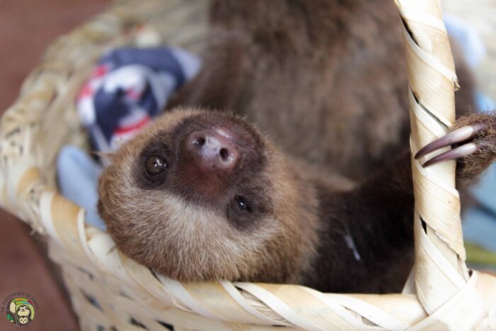 Orphaned baby sloth.