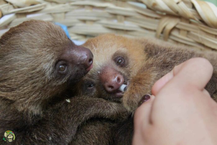 Orphaned sloths drinking.