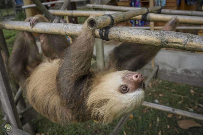 Twix the sloth in Costa Rica