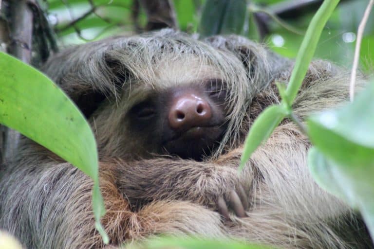 Two-fingered sloth in Costa Rica