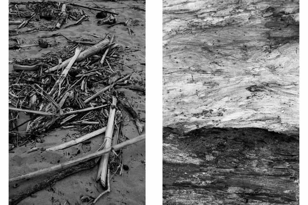 Driftwood in Puerto Viejo Costa Rica