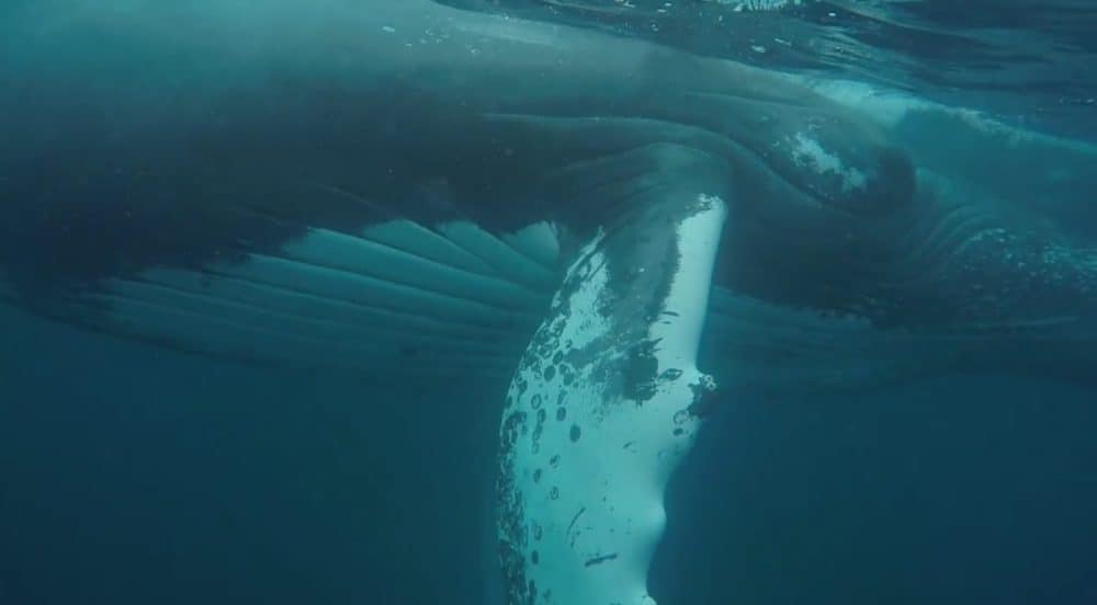 Watch a humpback whale off the coast of Costa Rica