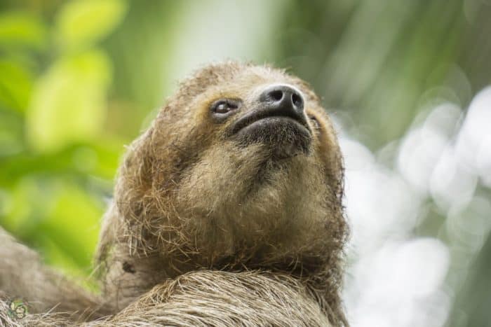 Mystique, a three-fingered sloth