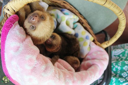 Slothy Sunday: Sloths in a basket