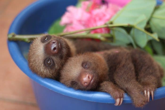 Two young sloths share a bucket at the Toucan Rescue Ranch