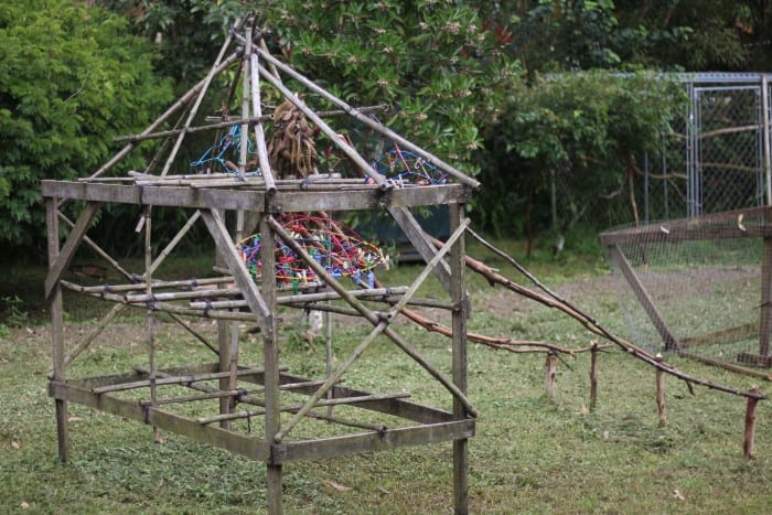 The one-meter dash course where sloths competed as part of the Sloth Iron Man Games