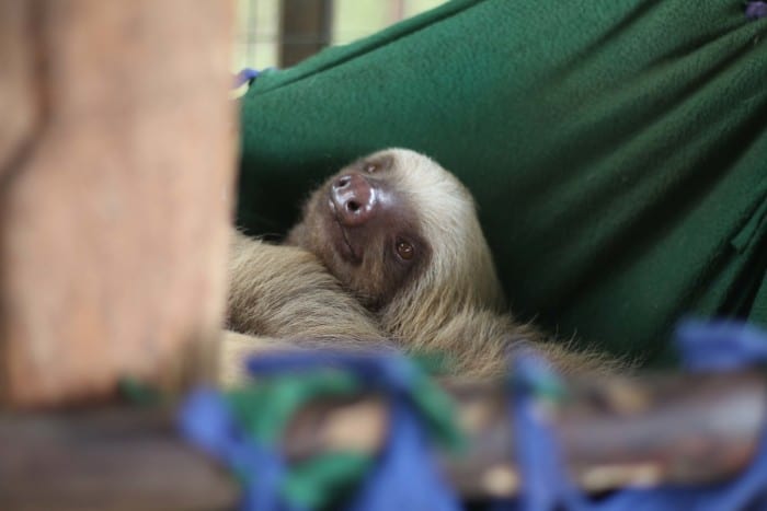 A sloth waking up from its nap at the Toucan Rescue Ranch