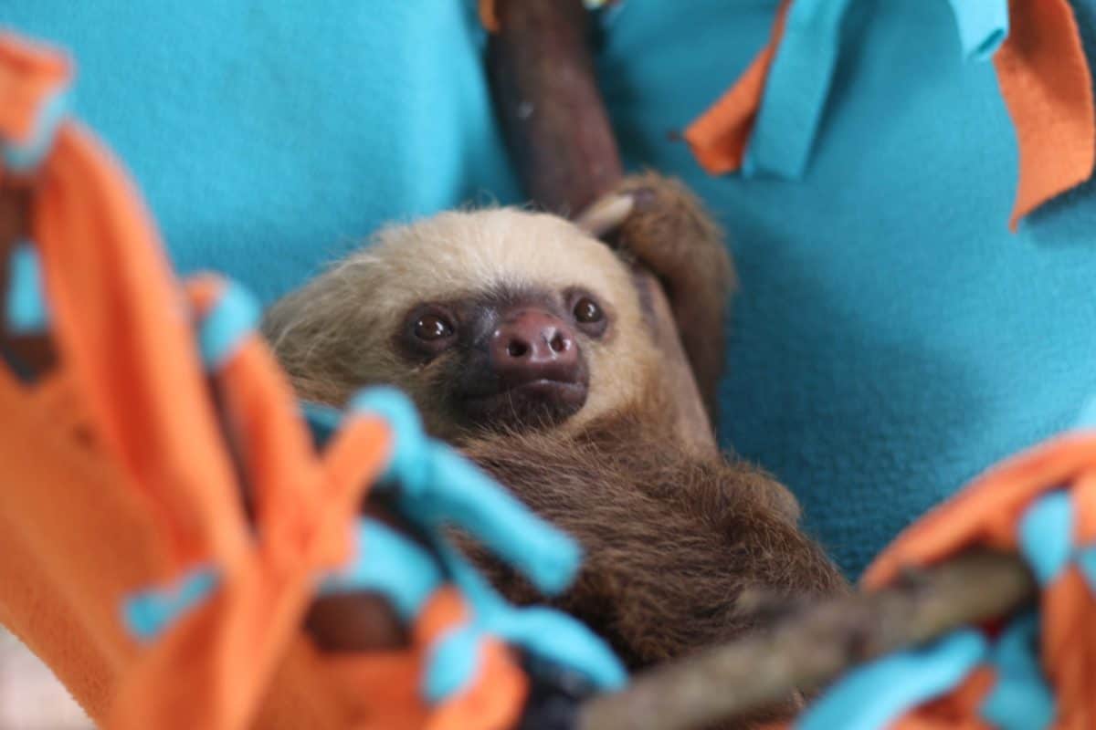 A sloth waking up from its nap at the Toucan Rescue Ranch