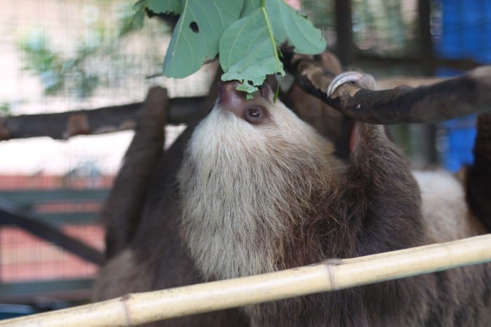 Two sloths eating from a tree in their shelter at the Toucan Rescue Ranch