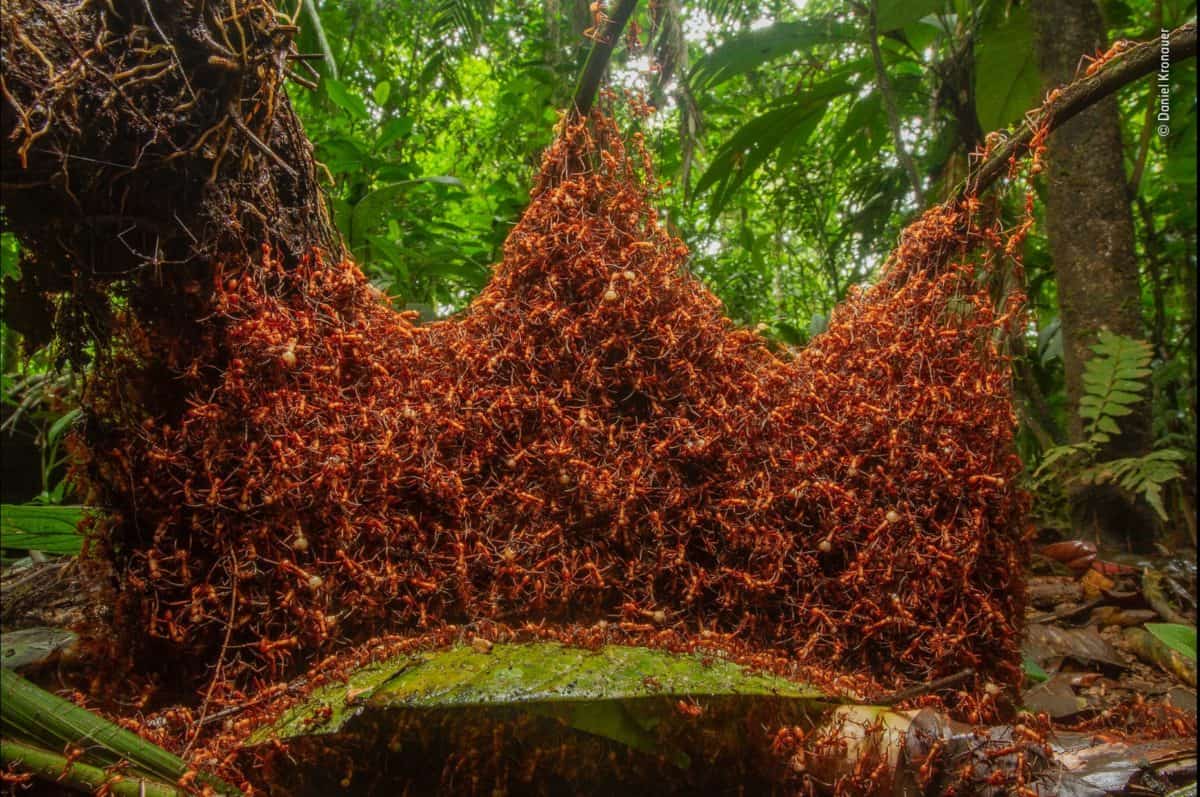Army ants in Costa Rica
