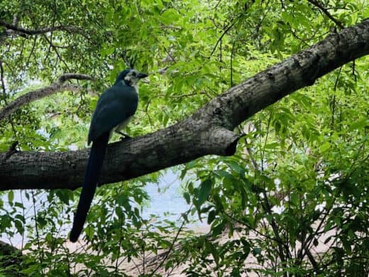 Pic of the Day: White-throated magpie-jay