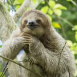 Three-toed sloth