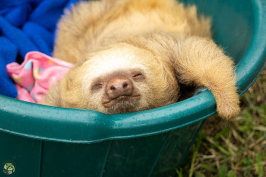 Slothy Sunday: Two sloths, two fingers, too cool